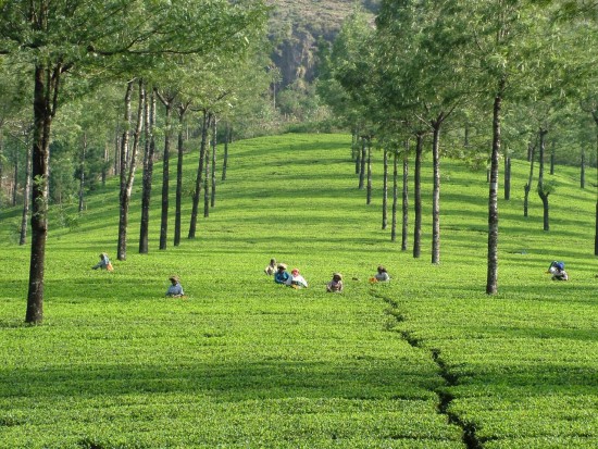 munnar_ban5