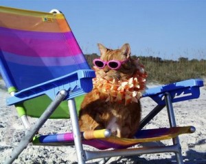 cat-beach